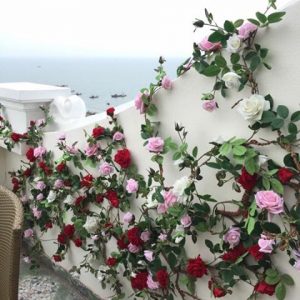 Tường hoa hồng leo - Trang Trí Ban Công Xinh